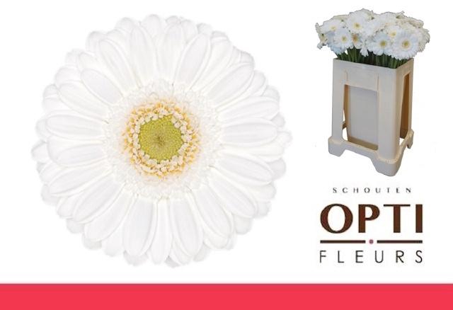 <h4>GE MI LOBBY</h4>