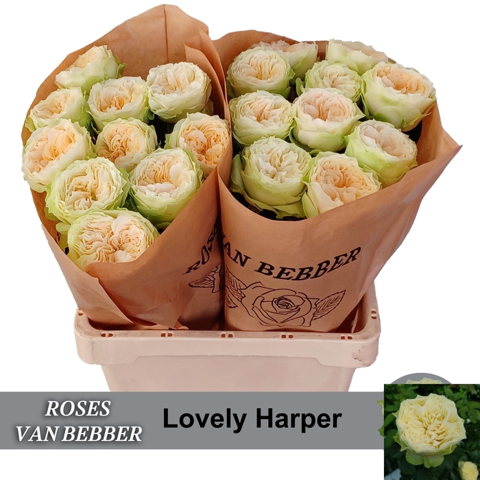 <h4>R GR LOVELY HARPER!</h4>