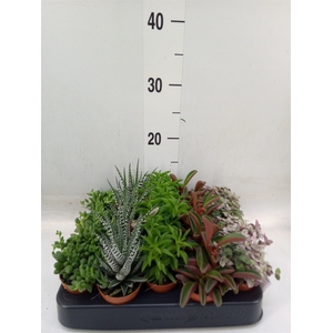 Planten  ..mix