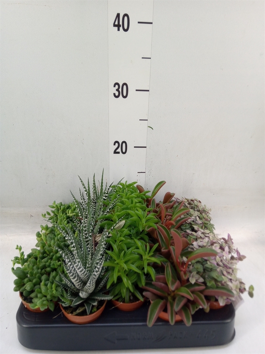 <h4>Planten  ..mix</h4>