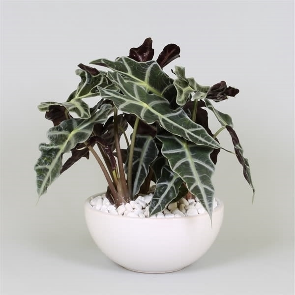 <h4>Arrangement Alocasia in schaal</h4>