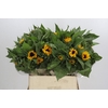 Helianthus Orange Fire