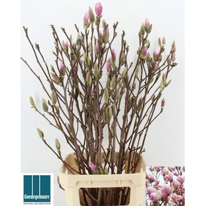 MAGNOLIA GRANDIFLORA