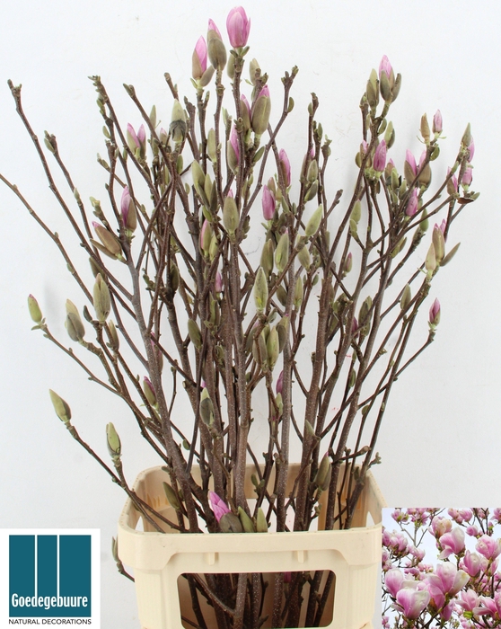 <h4>MAGNOLIA GRANDIFLORA</h4>