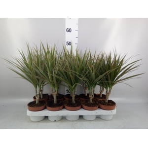 Dracaena marg. 'Bicolor'