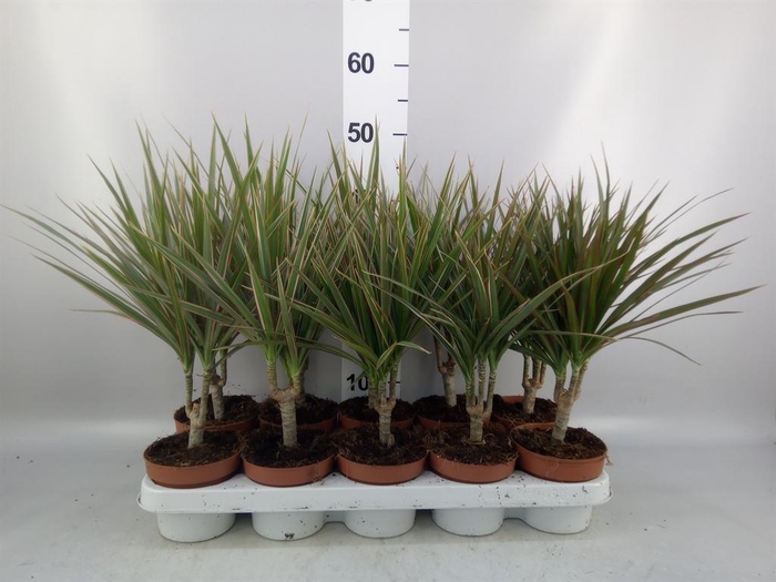 <h4>Dracaena marg. 'Bicolor'</h4>