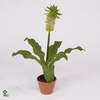EUCOMIS BICOLOR P17