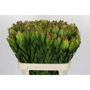 Leucadendron Goldstrike