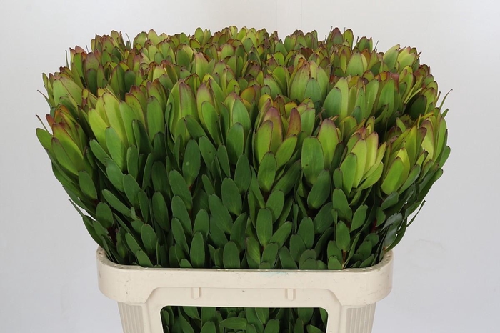 <h4>Leucadendron Goldstrike</h4>