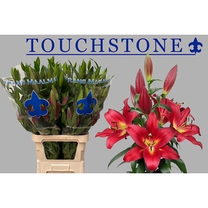 LI OT TOUCHSTONE