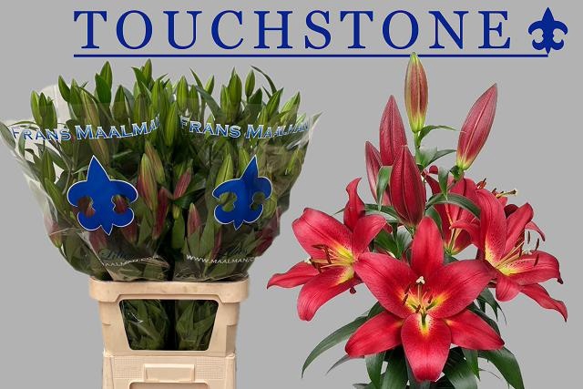 <h4>LI OT TOUCHSTONE</h4>