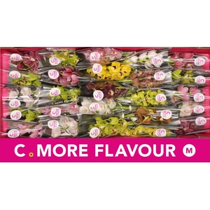 Mini cymbidium 'Mix 30' cm