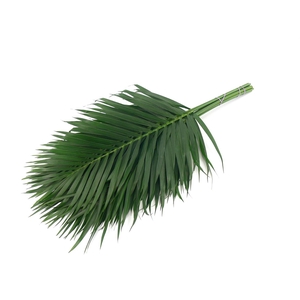 Cane Palm 60cm