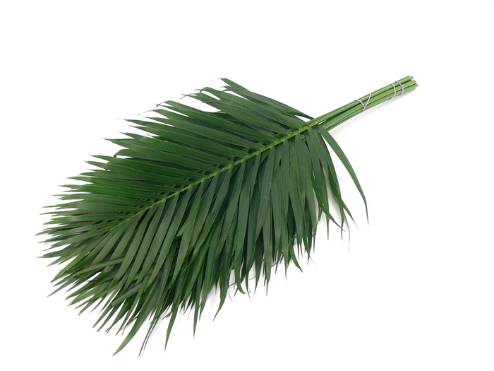 Kentia Palm 60