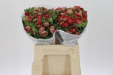 <h4>Anem Co Levante Red</h4>