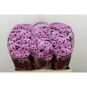 CHR S YIN YANG PINK