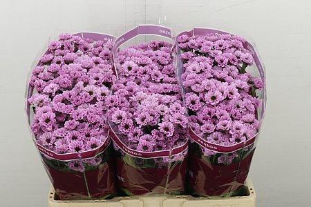 <h4>CHR S YIN YANG PINK</h4>