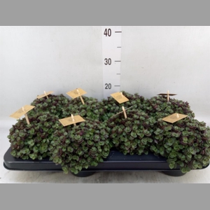 Callisia repens 'Turtle'