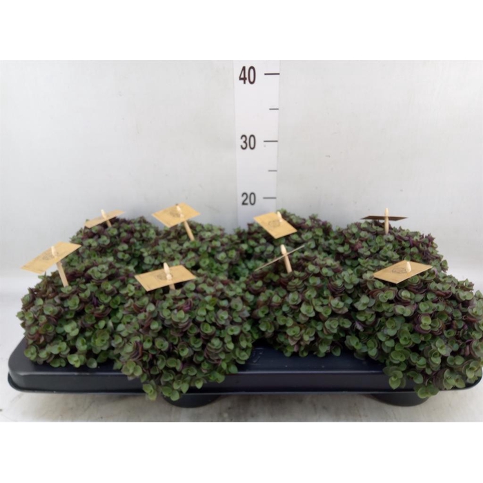 <h4>Callisia repens 'Turtle'</h4>