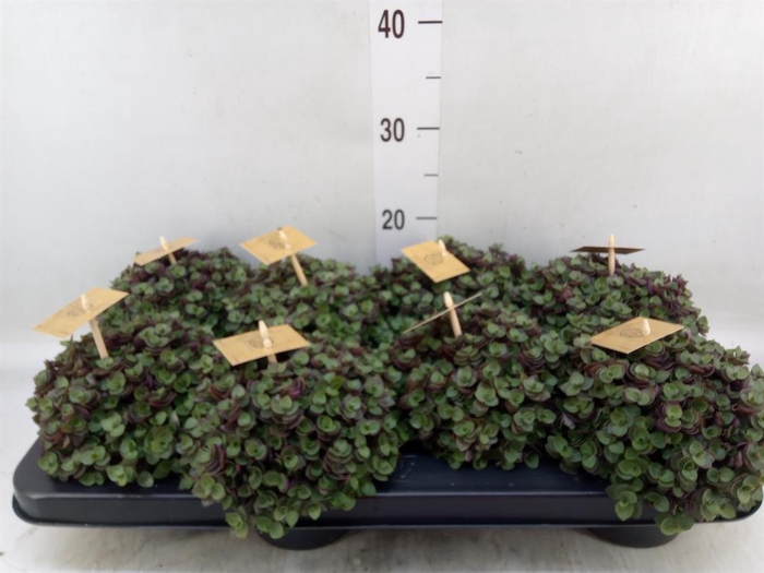 <h4>Callisia repens 'Turtle'</h4>