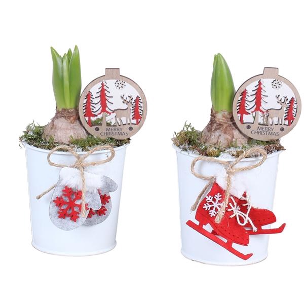 Arrangementen Hyacinthus 6%