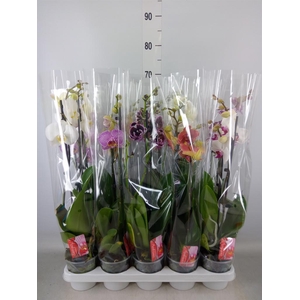 Phalaenopsis   ...mix