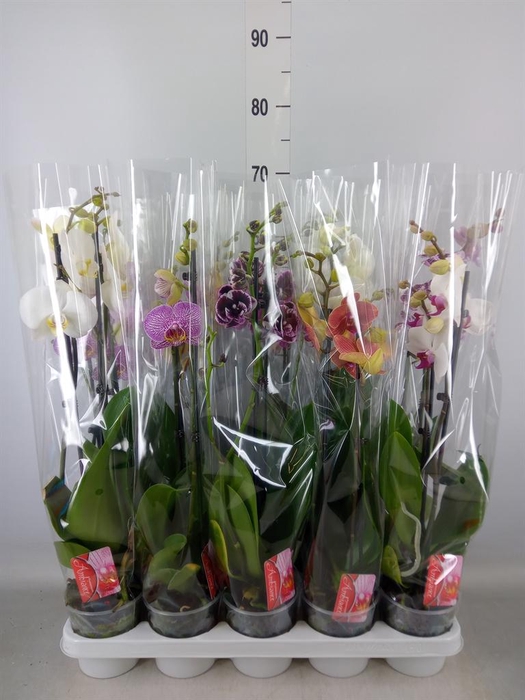 <h4>Phalaenopsis   ...mix</h4>