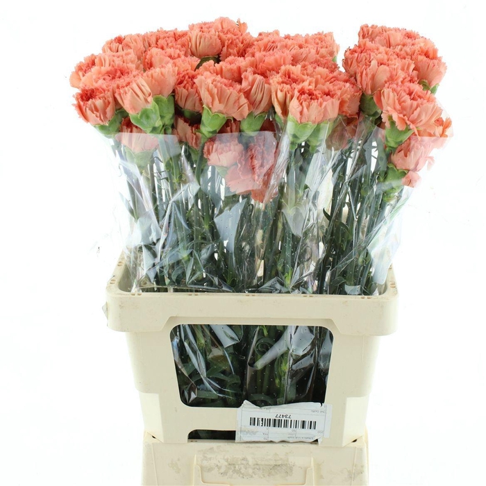 <h4>DI ST TAMARIND</h4>