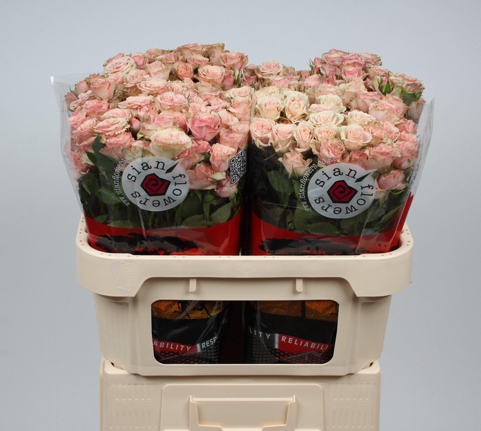 <h4>ROSA TR 'LATOYA'</h4>