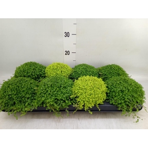 Soleirolia soleirolii   ...mix 2