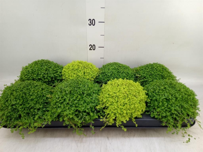 <h4>Soleirolia soleirolii   ...mix 2</h4>