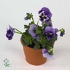 Viola F1 Marina Light Blue