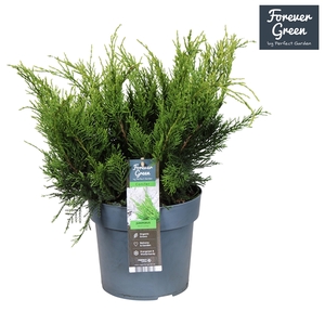 Juniperus x pfitzeriana 'Mint Julep' P19