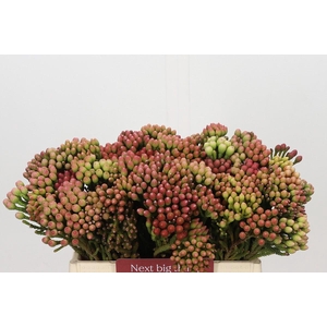 Kaaps Groen Red Brunia Small