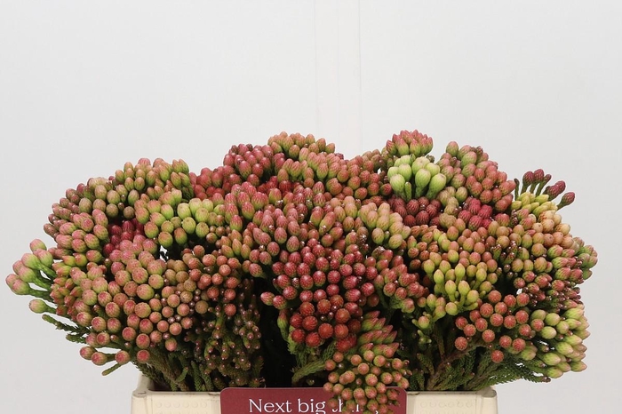 <h4>Kaaps Groen Red Brunia Small</h4>