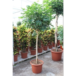 Schefflera arboricola 'Compacta'