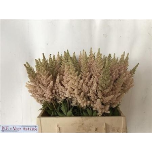 ASTILBE CH VISION INFERNO