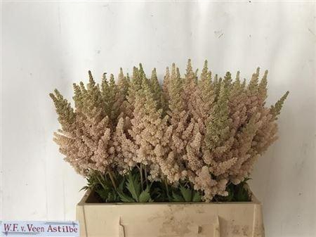 <h4>ASTILBE CH VISION INFERNO</h4>