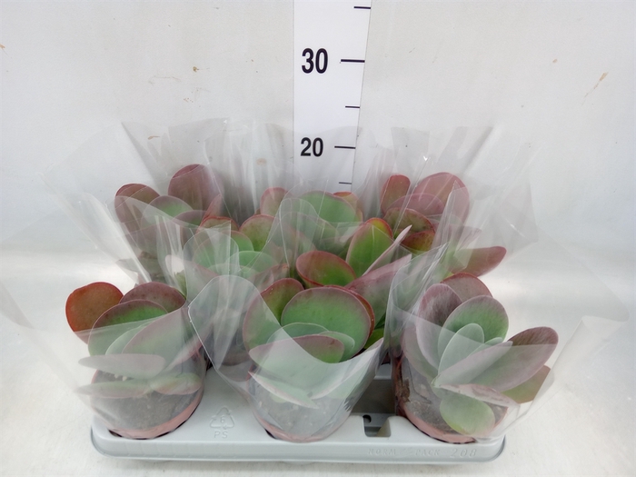 <h4>Kalanchoe NF thyrsiflora 'Red Lips'</h4>