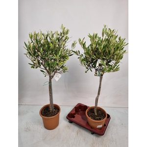 OLEA EUROPAEA