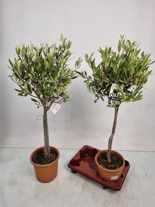 <h4>OLEA EUROPAEA</h4>