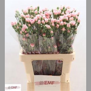 Di Tr Rascal Pink
