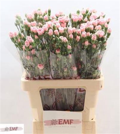 <h4>Di Tr Rascal Pink</h4>