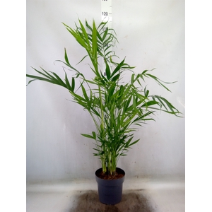 Chamaedorea cataractarum