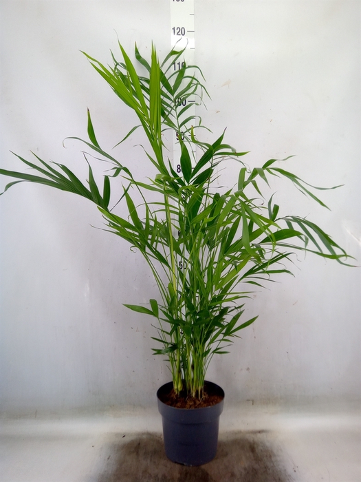<h4>Chamaedorea cataractarum</h4>