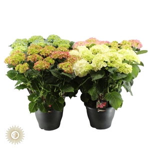 Hydrangea gemengd 32 cm (mix van rood en blauw)