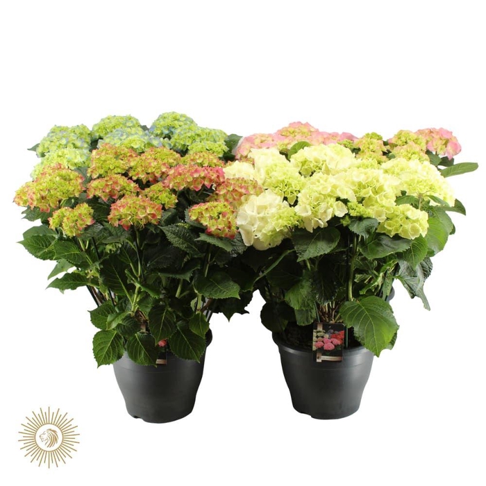 <h4>Hydrangea gemengd 32 cm (mix van rood en blauw)</h4>