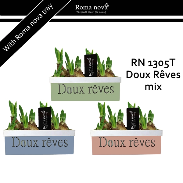 <h4>1305T - Doux Rêves mix (Tete a Tete)</h4>