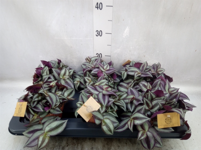 Tradescantia zebrina 'Purpusii'