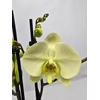 Phalaenopsis overig